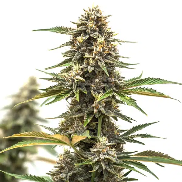 Mandarine Auto | Autoflowering Hanfsamen von Cludi Bulk Seed Bank | 5 Samen