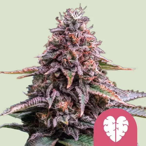 Pink Mist | Feminisierte Hanfsamen von Royal Queen Seeds | 3 Samen Pink Mist | Feminisierte Hanfsamen von Royal Queen Seeds