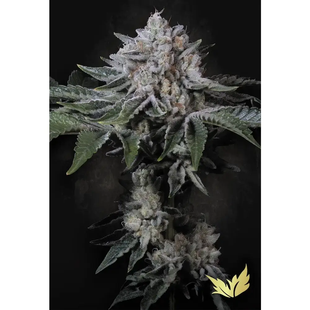 Peach Frosting Pflanze Peach Frosting Cannabispflanze mit hellem, harzigem Blütenstand