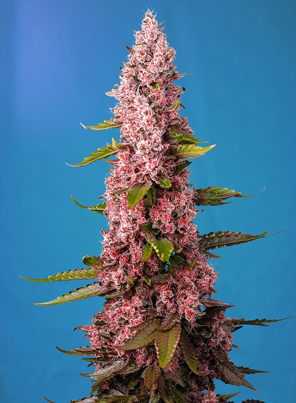 Red Hot Cookies | Feminisierte Hanfsamen von Sweet Seeds | 3+1 Samen Red Hot Cookies | Feminisierte Hanfsamen von Sweet Seeds