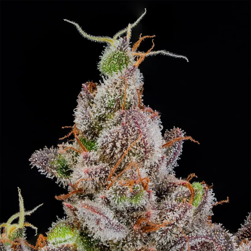 Rainbow Breath Auto Detail Detailaufnahme der Trichome einer Rainbow Breath Auto Blüte