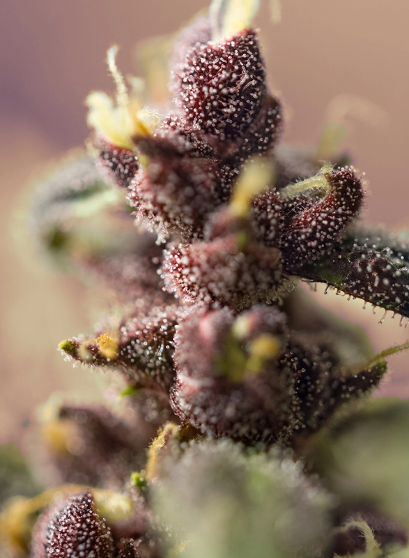 Bloody Skunk Auto | Autoflowering Cannabissamen von Sweet Seeds