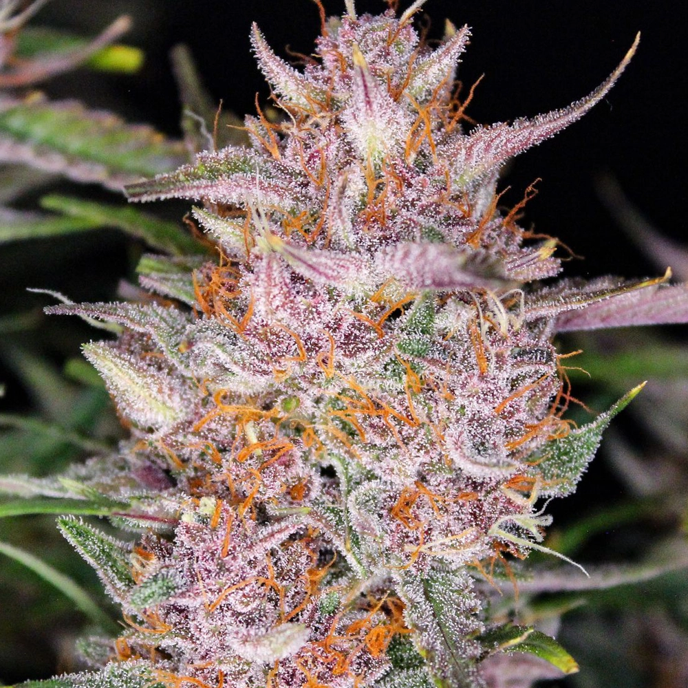 Gorilla Punch Auto | Autoflowering Cannabissamen von Fast Buds