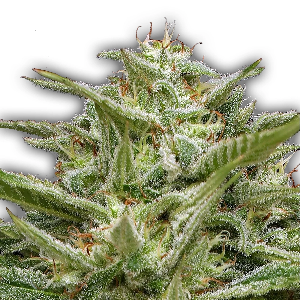 Hella Jelly | Feminisierte Cannabissamen von Humboldt Seed