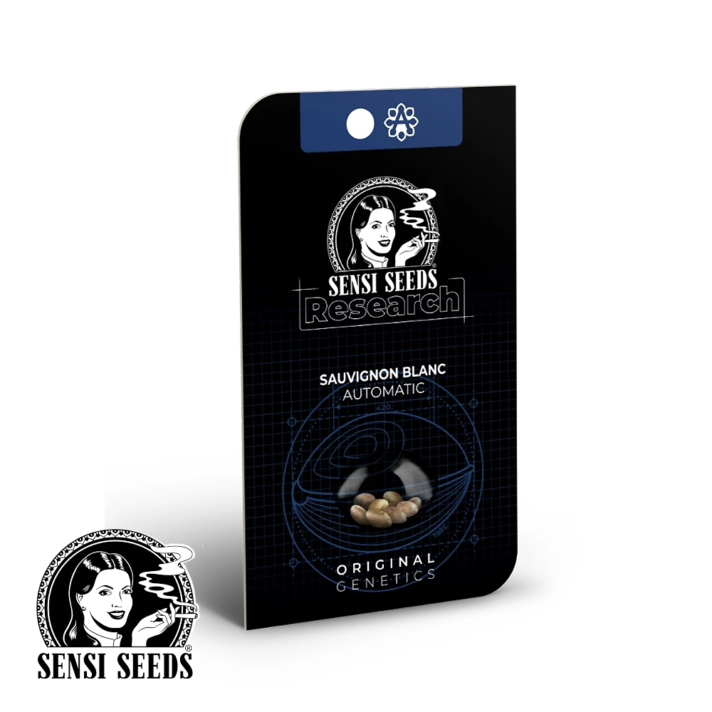 Sauvignon Blanc Auto | Autoflowering Hanfsamen von Sensi Seeds
