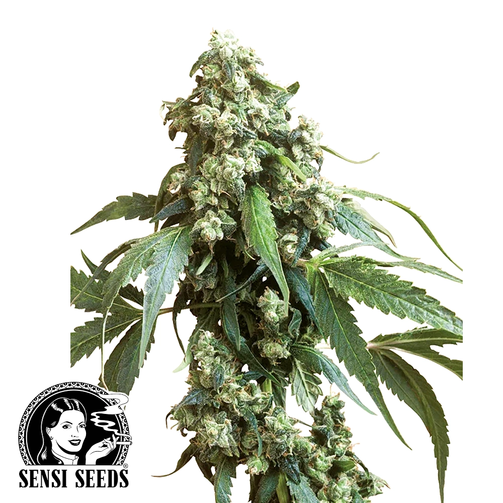 Jack Flash #5 | Feminisierte Cannabissamen von Sensi Seeds | 3 Samen Jack Flash #5 | Feminisierte Cannabissamen von Sensi Seeds