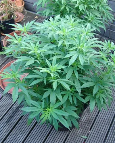 Buddha's Sister | Feminisierte Hanfsamen von Soma Seeds | 3 Samen