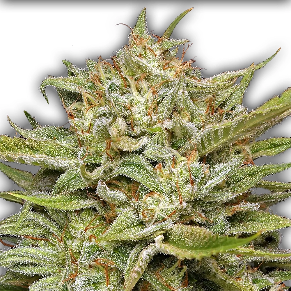 OG Kush Auto | Autoflowering Cannabissamen von Humboldt Seed