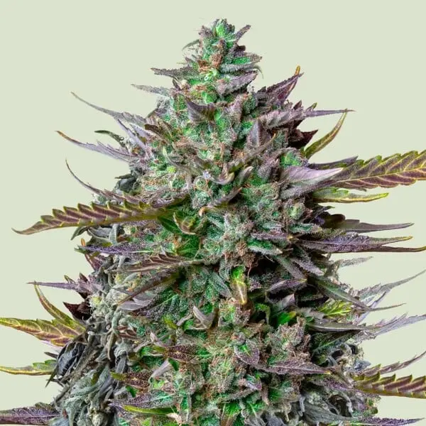 GOAT'lato Auto - Tyson | Autoflowering Hanfsamen von Royal Queen Seeds | 3 Samen GOAT'lato Auto - Tyson | Autoflowering Hanfsamen von Royal Queen Seeds | 3 Samen