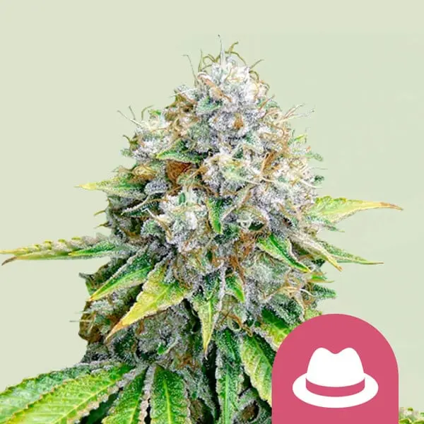 OG Kush | Feminisierte Hanfsamen von Royal Queen Seeds | 3 Samen OG Kush | Feminisierte Hanfsamen von Royal Queen Seeds