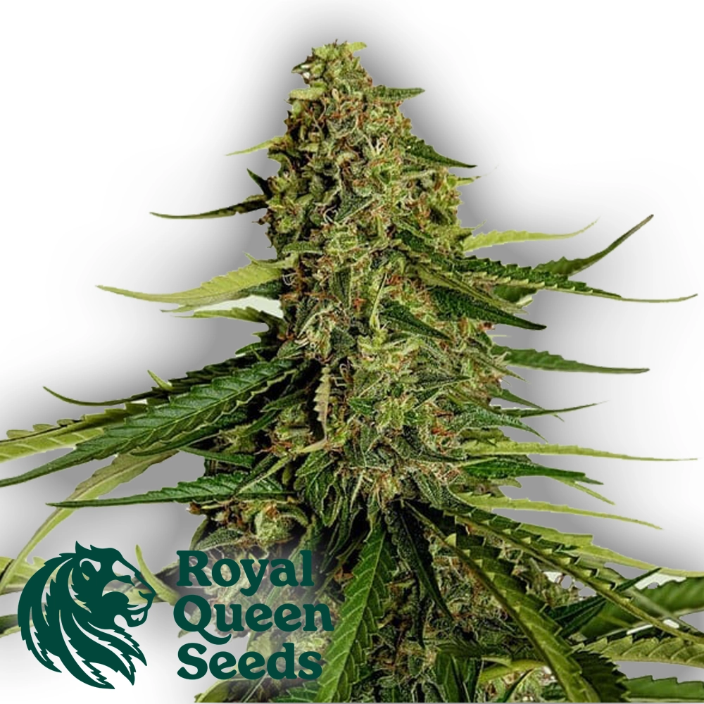 GAIA F1 | Feminisierte Cannabissamen von Royal Queen Seeds | 3 Samen GAIA F1 | Feminisierte Cannabissamen von Royal Queen Seeds
