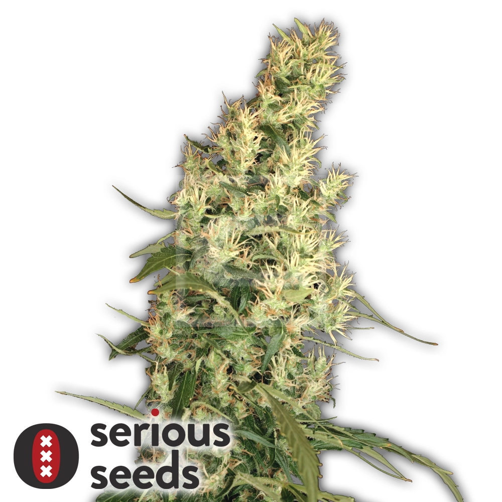 Kali Mist | Feminisierte Hanfsamen von Serious Seeds | 3 Samen Kali Mist | Feminisierte Hanfsamen von Serious Seeds