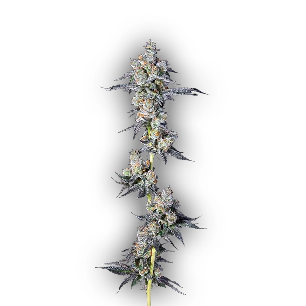 Dulce Dreams | Feminisierte Hanfsamen von Compound Genetics