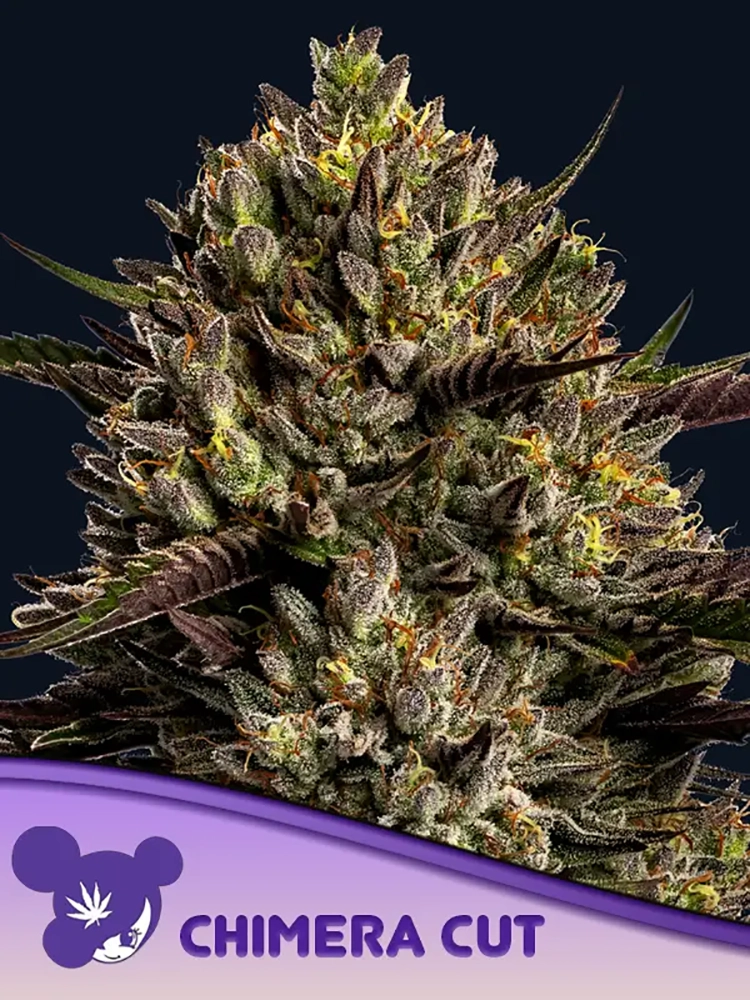 Chimera Cut | Feminisierte Cannabissamen von Anesia Seeds | 3 Samen Chimera Cut | Feminisierte Cannabissamen von Anesia Seeds | 3 Samen