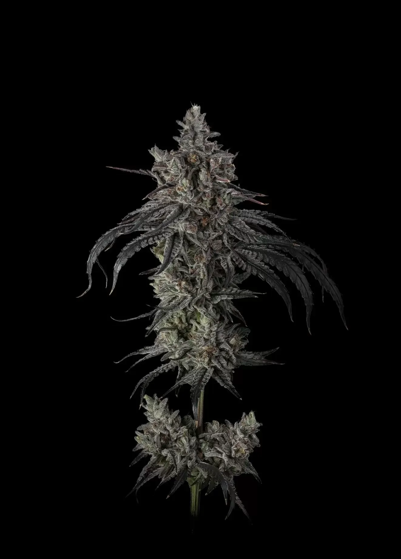 Zoda Bx1 | Feminisierte Hanfsamen von Umami Seeds | 6 Samen