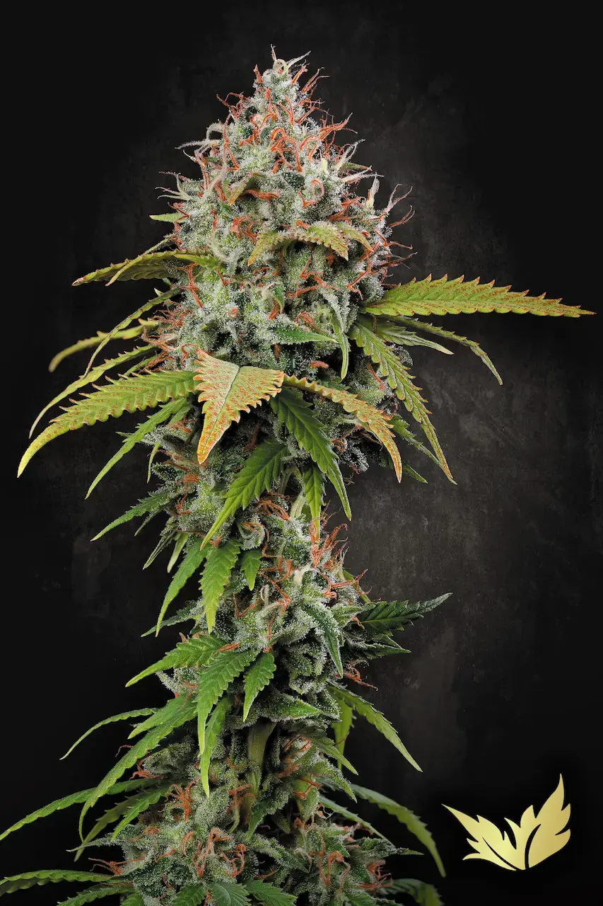Atomical Haze | Feminisierte Cannabissamen von Paradise Seeds | 3 Samen Atomical Haze | Feminisierte Cannabissamen von Paradise Seeds | 3 Samen