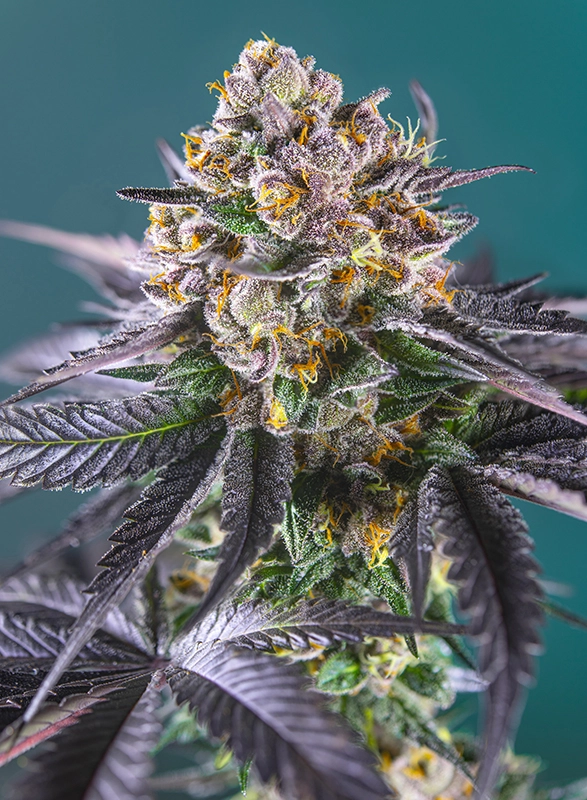 Red Strawberry Banana Auto | Autoflowering Cannabissamen von Sweet Seeds | 3+1 Samen Red Strawberry Banana Auto | Autoflowering Cannabissamen von Sweet Seeds