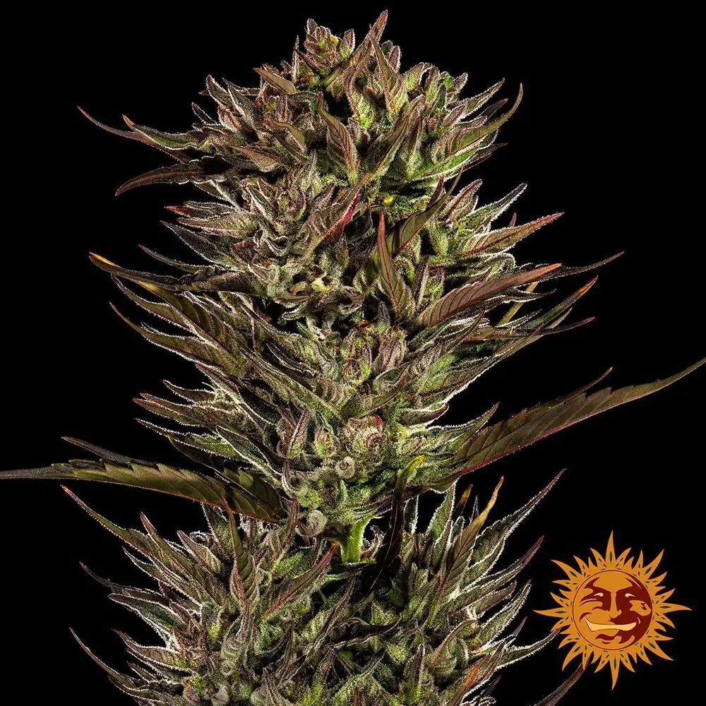 Thin Mint x Sour Pinot Auto Blütentrieb Thin Mint x Sour Pinot Auto Blütentrieb mit hellgrünen Blüten