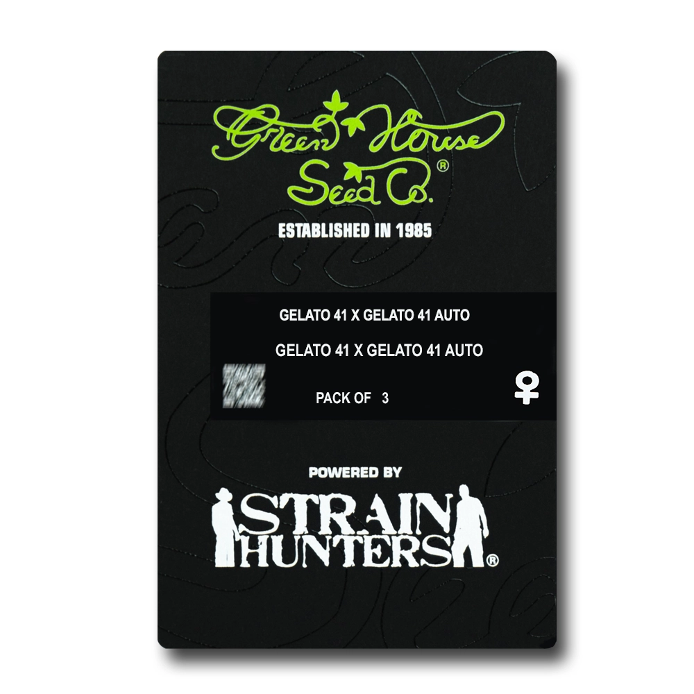 Gelato 41 x Gelato 41 Auto | Autoflowering Cannabissamen von Green House Seeds