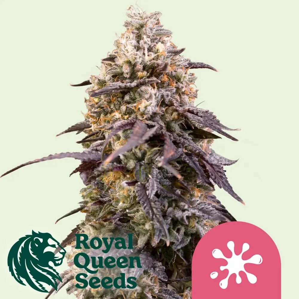 Sticky Queen | Feminisierte Hanfsamen von Royal Queen Seeds | 3 Samen Sticky Queen | Feminisierte Hanfsamen von Royal Queen Seeds | 3 Samen