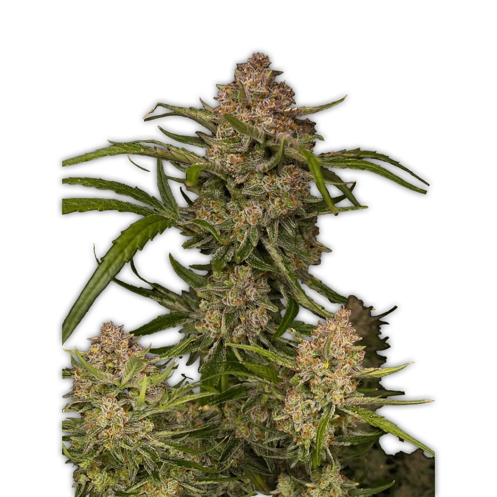 Guava Auto | Autoflowering Cannabissamen von Fast Buds