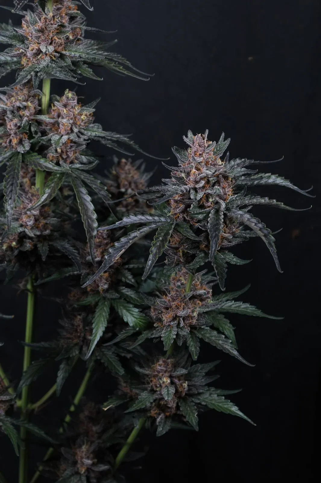Mango Cherry Runtz Auto Blattwerk Mango Cherry Runtz Auto Pflanze mit dunklem Blattwerk