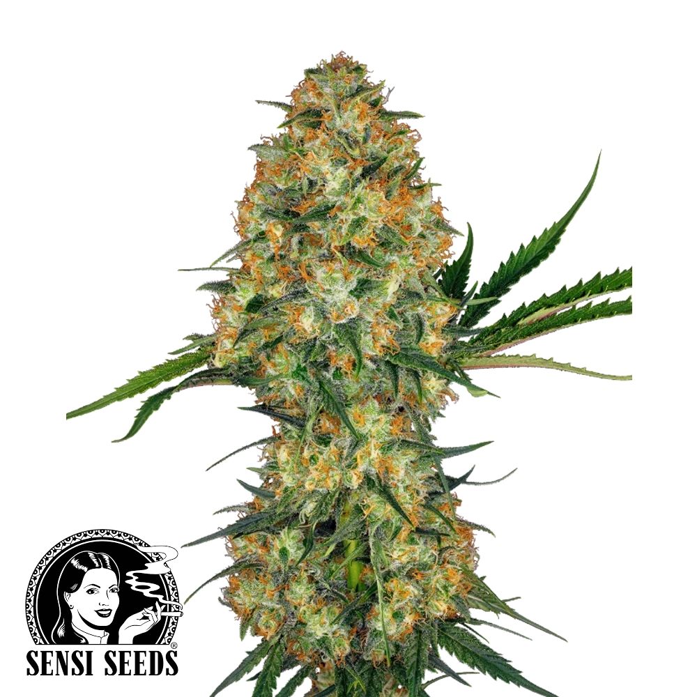 Hindu Kush | Feminisierte Hanfsamen von Sensi Seeds | 3 Samen