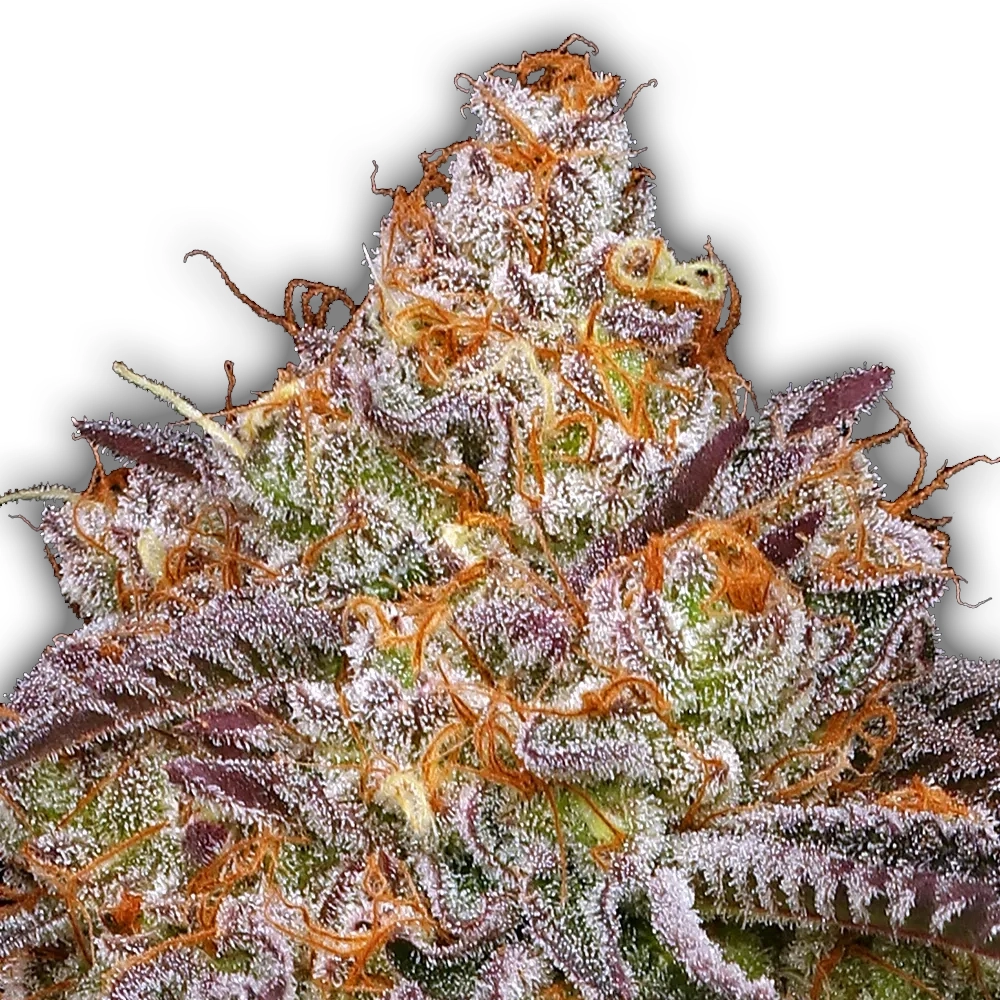 Granny Candy | Feminisierte Hanfsamen von Humboldt Seed