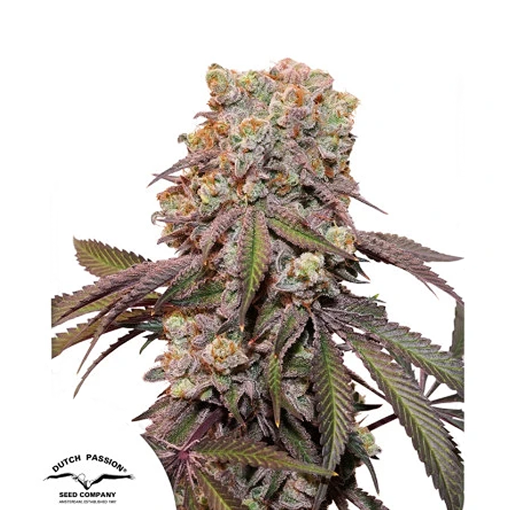 Candy Bubatz XL Auto | Autoflowering Hanfsamen von Dutch Passion | 3 Samen