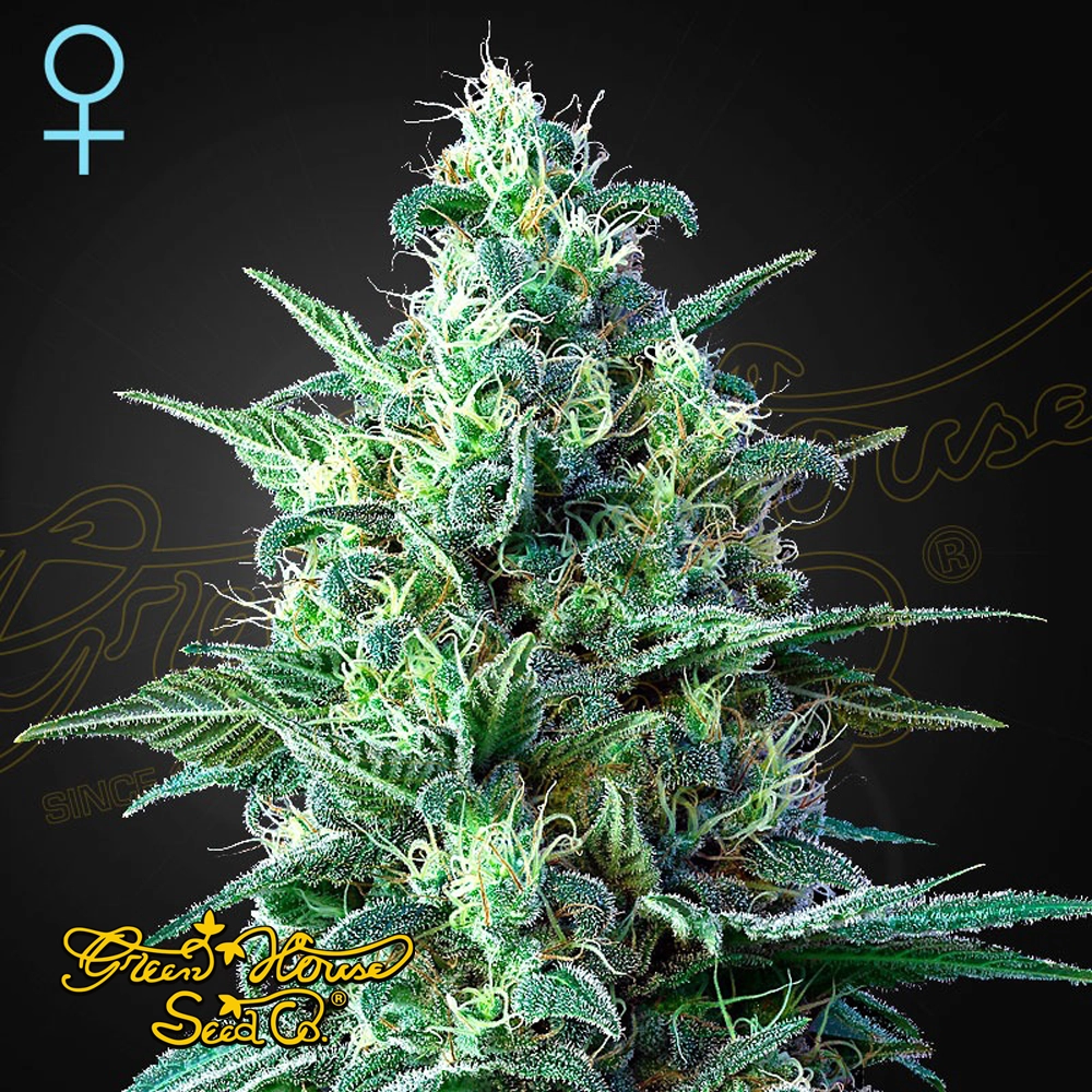 White Widow CBD | Feminisierte Hanfsamen von Green House Seeds | 3 Samen