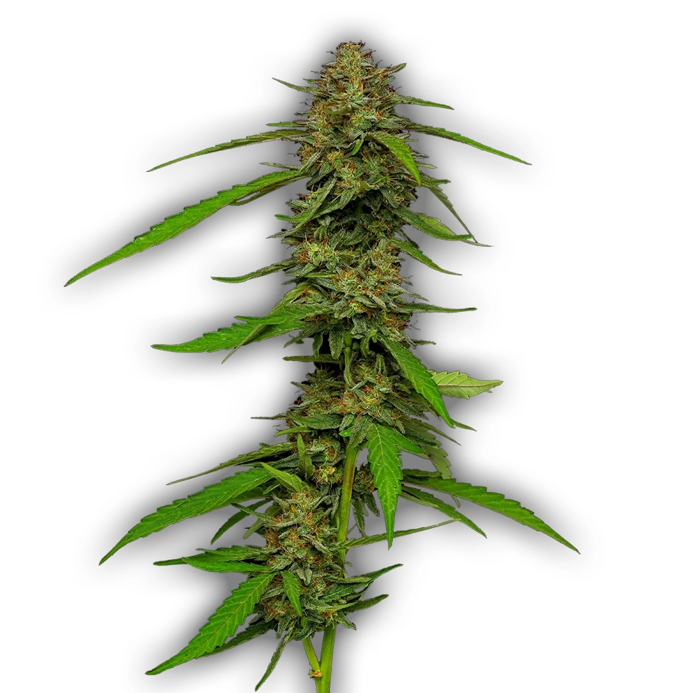 Strawberry Cheesecake Auto | Autoflowering Cannabissamen von Humboldt Seed | 3 Samen Strawberry Cheesecake Auto | Autoflowering Cannabissamen von Humboldt Seed