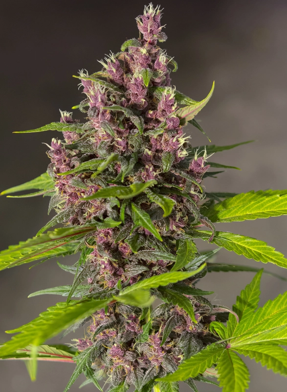 Bloody Skunk Auto | Autoflowering Cannabissamen von Sweet Seeds | 3+1 Samen Bloody Skunk Auto | Autoflowering Cannabissamen von Sweet Seeds