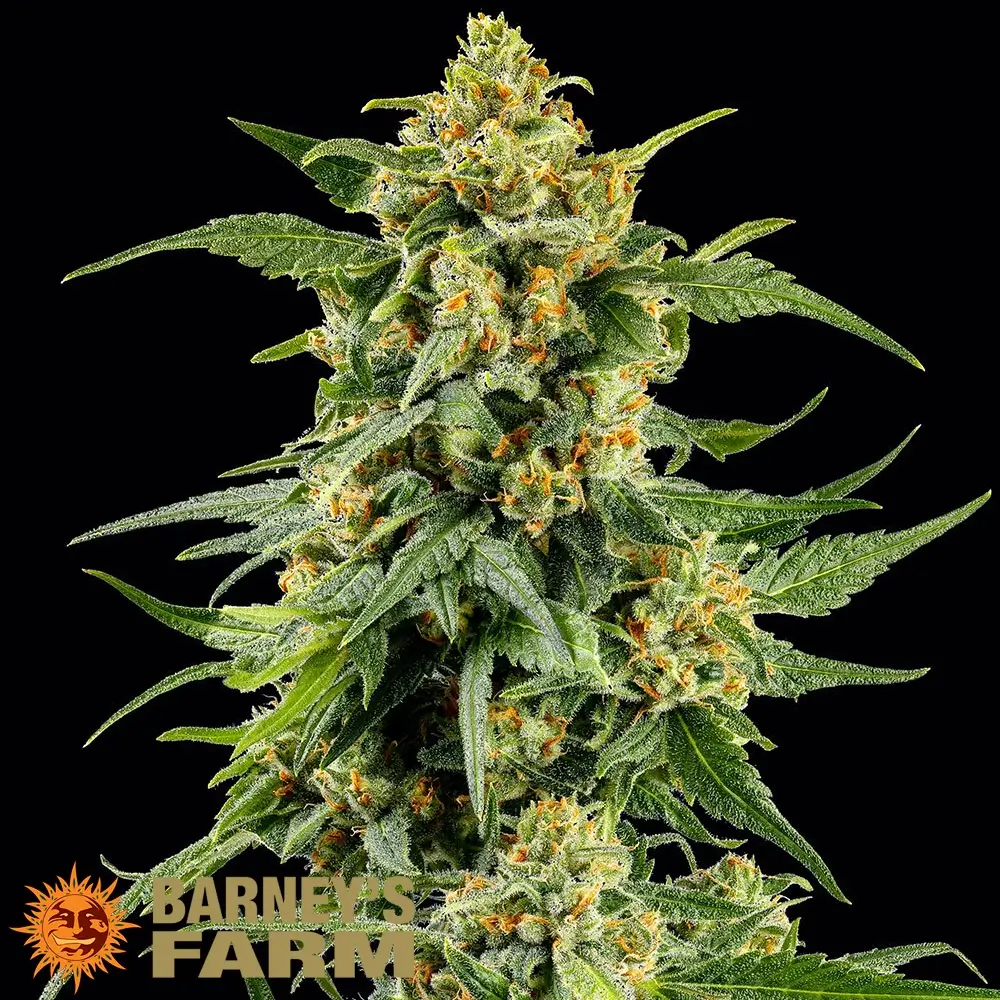 Skunk #1 Pflanze Skunk #1 Cannabispflanze mit hellgrünem, dichtem Blütenstand