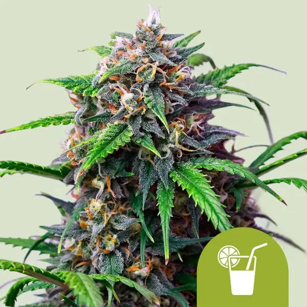 Purple Lemonade Auto | Autoflowering Cannabissamen von Royal Queen Seeds | 3 Samen Purple Lemonade Auto | Autoflowering Cannabissamen von Royal Queen Seeds | 3 Samen