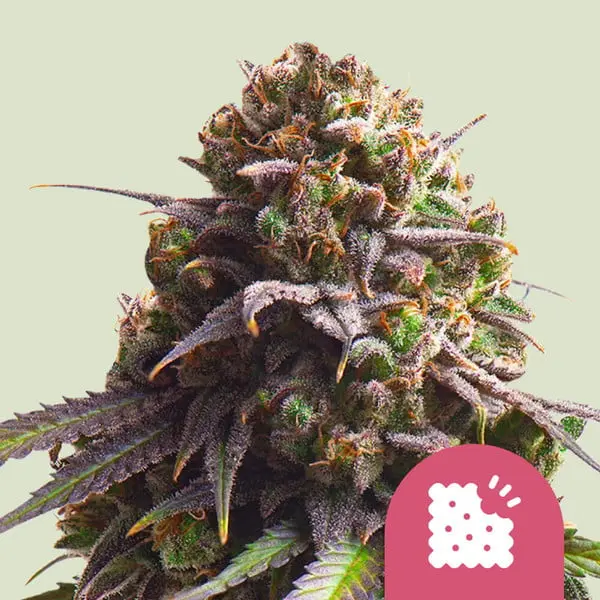 Biscotti | Feminisierte Cannabissamen von Royal Queen Seeds | 3 Samen Biscotti | Feminisierte Cannabissamen von Royal Queen Seeds | 3 Samen