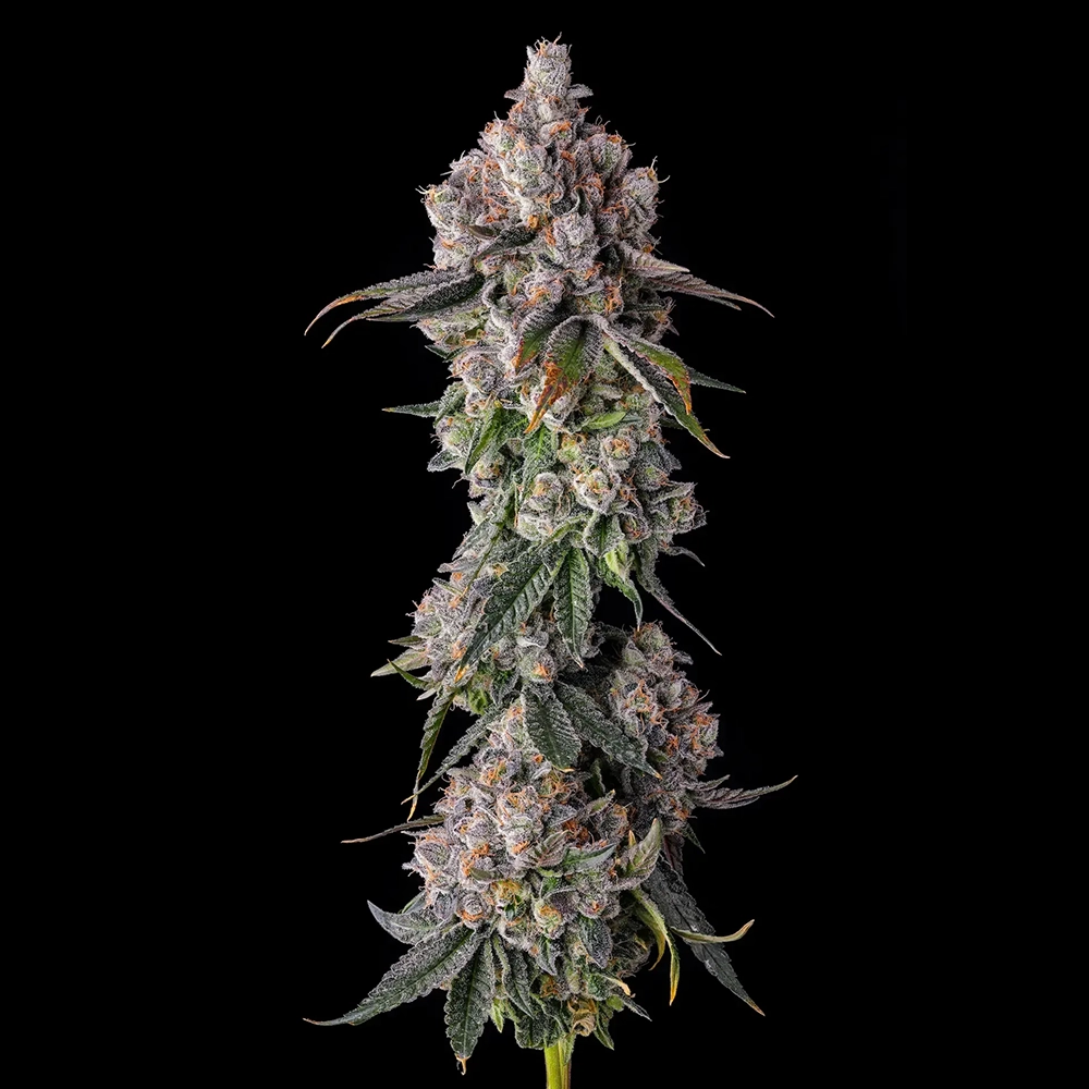 90 Proof | Feminisierte Hanfsamen von Compound Genetics | 7 Samen