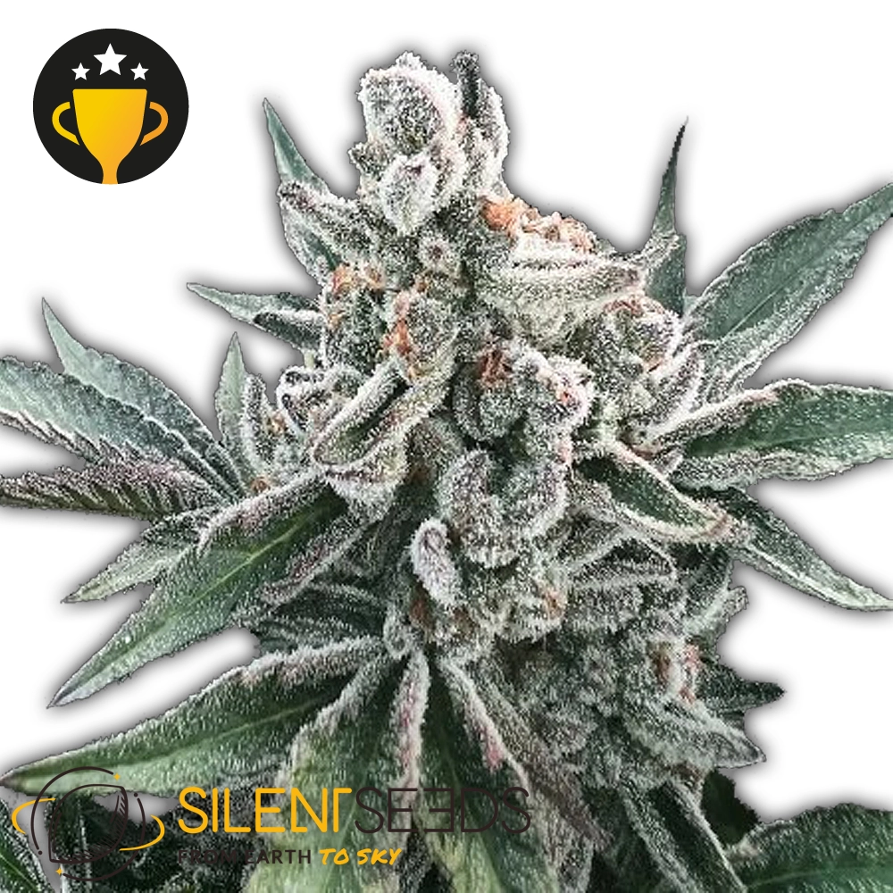 Polar Gelato Auto | Autoflowering Hanfsamen von Silent Seeds | 3 Samen Polar Gelato Auto | Autoflowering Hanfsamen von Silent Seeds