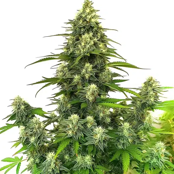 GG4 Autoflower Pflanze Freigestellte GG4 Autoflower Pflanze mit hellgrünen Blüten