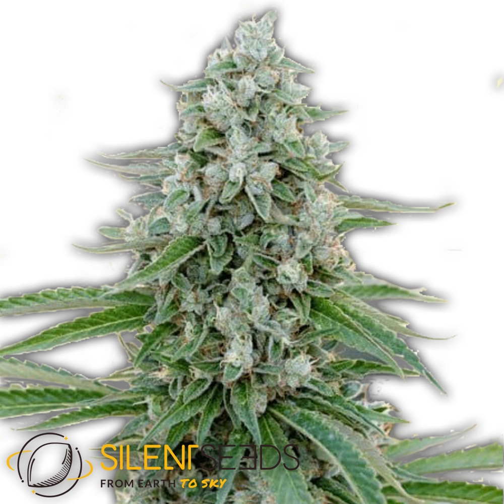 Critical Mango | Feminisierte Cannabissamen von Silent Seeds | 3 Samen Critical Mango | Feminisierte Cannabissamen von Silent Seeds | 3 Samen