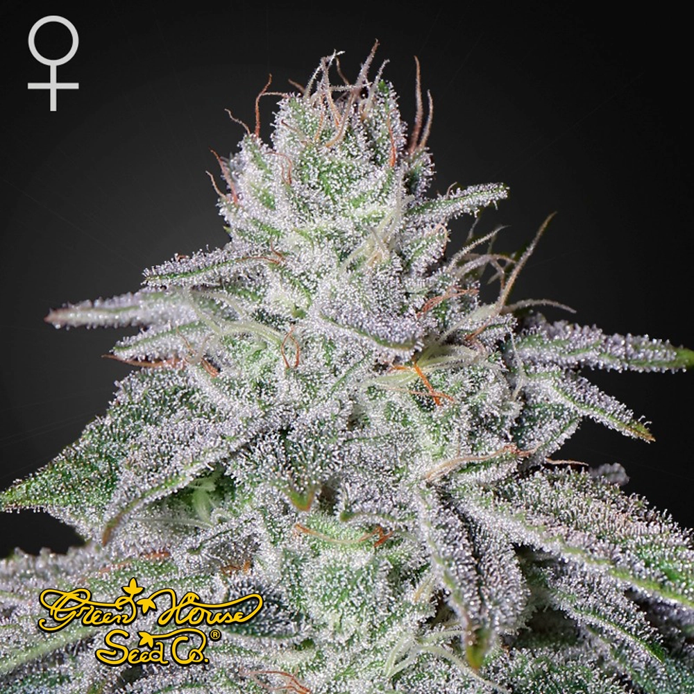 Franco's Lemon Cheese | Feminisierte Hanfsamen von Green House Seeds | 3 Samen Franco's Lemon Cheese | Feminisierte Hanfsamen von Green House Seeds