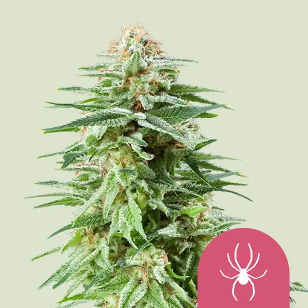 White Widow | Feminisierte Cannabissamen von Royal Queen Seeds | 3 Samen White Widow | Feminisierte Cannabissamen von Royal Queen Seeds