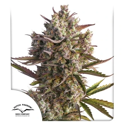 Blueberry Auto | Autoflowering Cannabissamen von Dutch Passion | 3 Samen Blueberry Auto | Autoflowering Cannabissamen von Dutch Passion