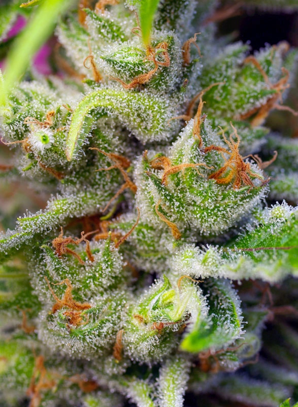 Gorilla Girl | Feminisierte Cannabissamen von Sweet Seeds
