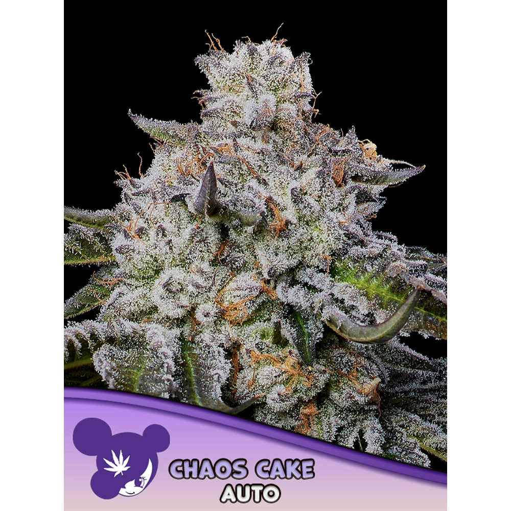 Chaos Cake Auto Blüte Chaos Cake Auto Blüte mit hellgrünen, harzigen Buds