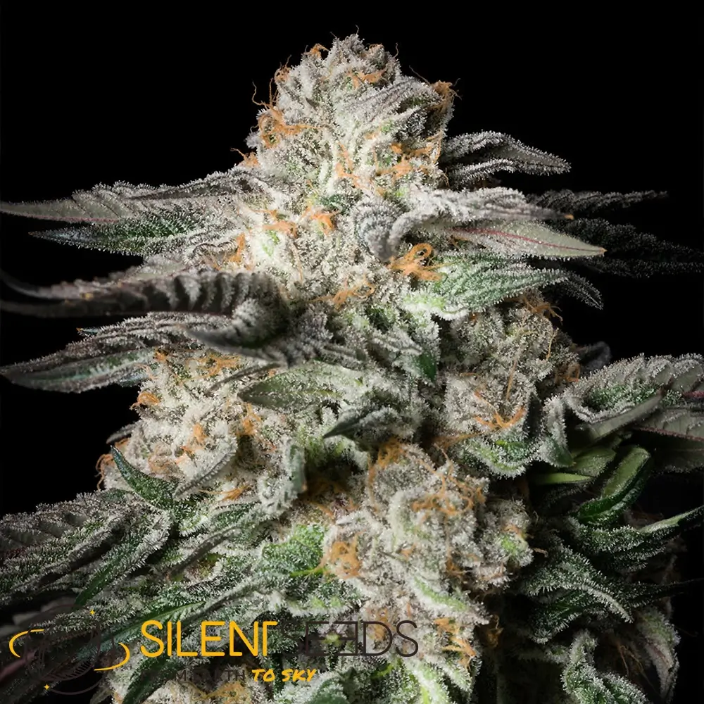 Mint Candy | Feminisierte Hanfsamen von Silent Seeds | 3 Samen Mint Candy | Feminisierte Hanfsamen von Silent Seeds | 3 Samen