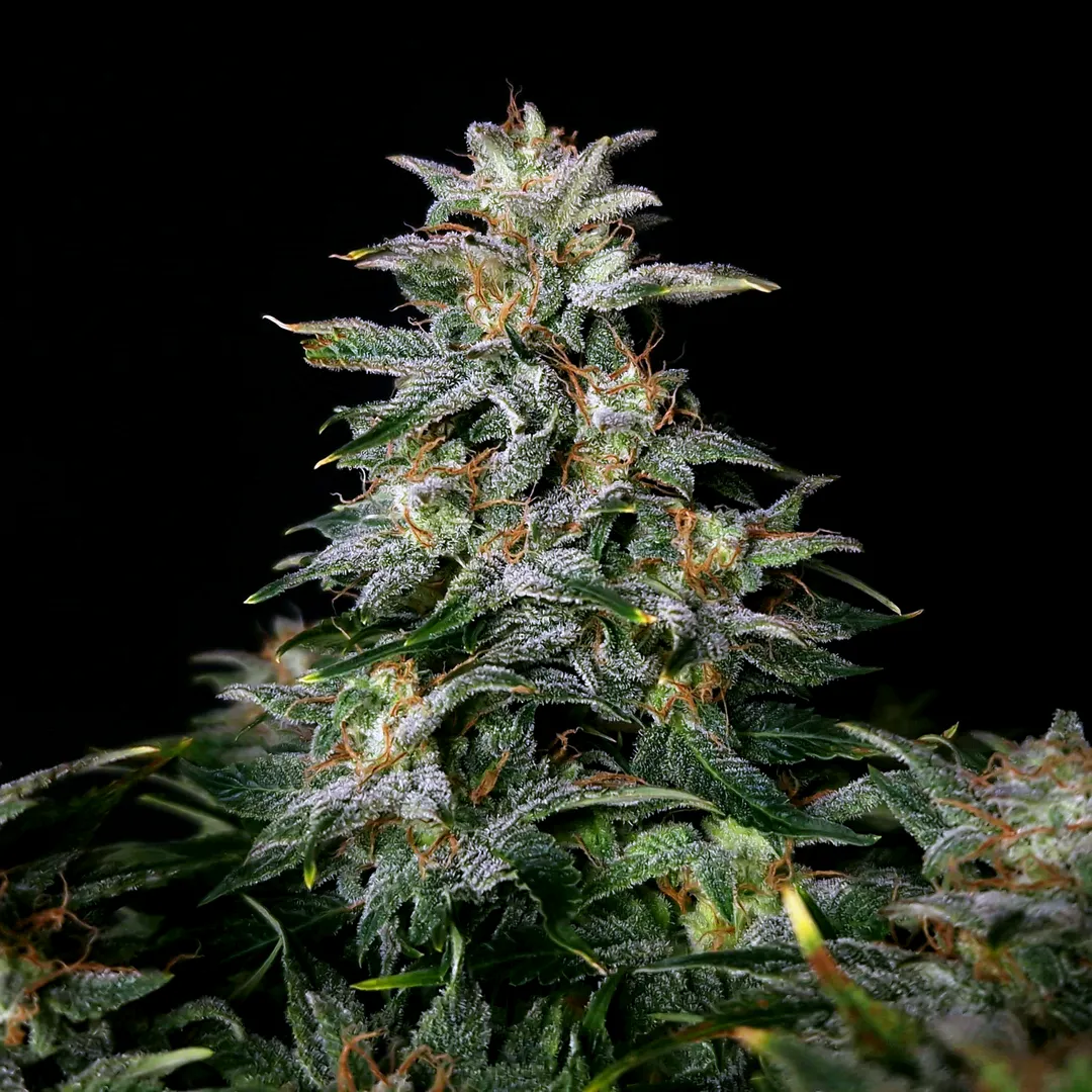 Lowryder IBL Pflanze Lowryder IBL Cannabispflanze in der Blüte vor dunklem Hintergrund
