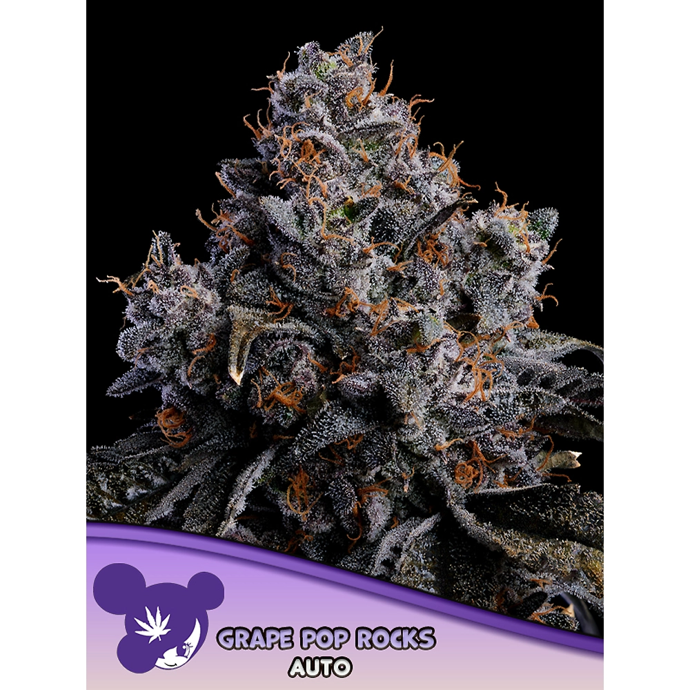Grape Pop Rocks Auto Blüte Grape Pop Rocks Auto Blüte mit dunkelvioletter Färbung