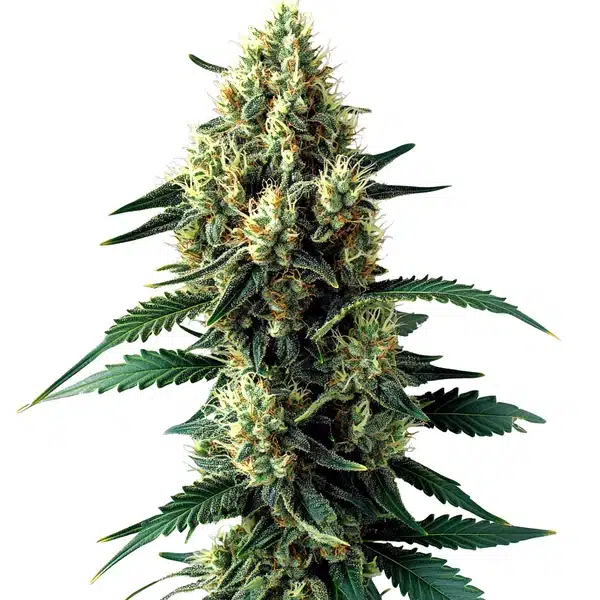 Citronella Sunrize Auto | Autoflowering Cannabissamen von Cludi Bulk Seed Bank | 5 Samen Citronella Sunrize Auto | Autoflowering Cannabissamen von Cludi Bulk Seed Bank | 5 Samen