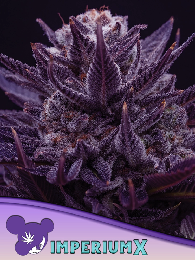 IMPERIUM X | Feminisierte Cannabissamen von Anesia Seeds