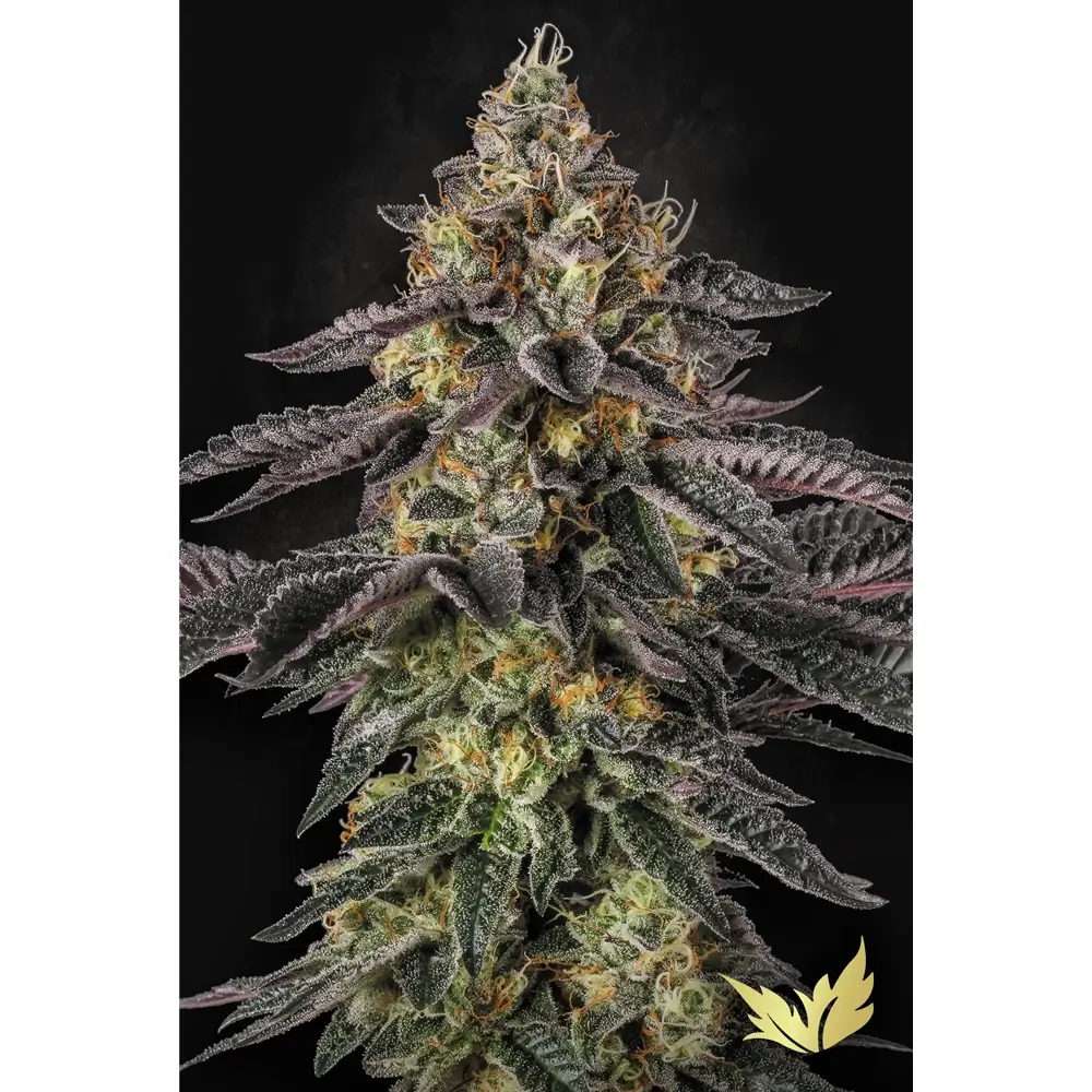 Sunset Paradise | Feminisierte Cannabissamen von Paradise Seeds | 3 Samen Sunset Paradise | Feminisierte Cannabissamen von Paradise Seeds | 3 Samen